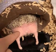 养刺猬太可爱了,养刺猬一周后的体验