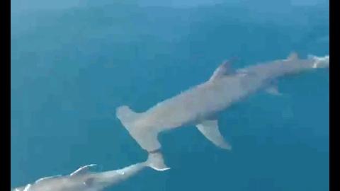 鲨鱼为什么不吃海豚的真实原因,鲨鱼为啥不吃海豚