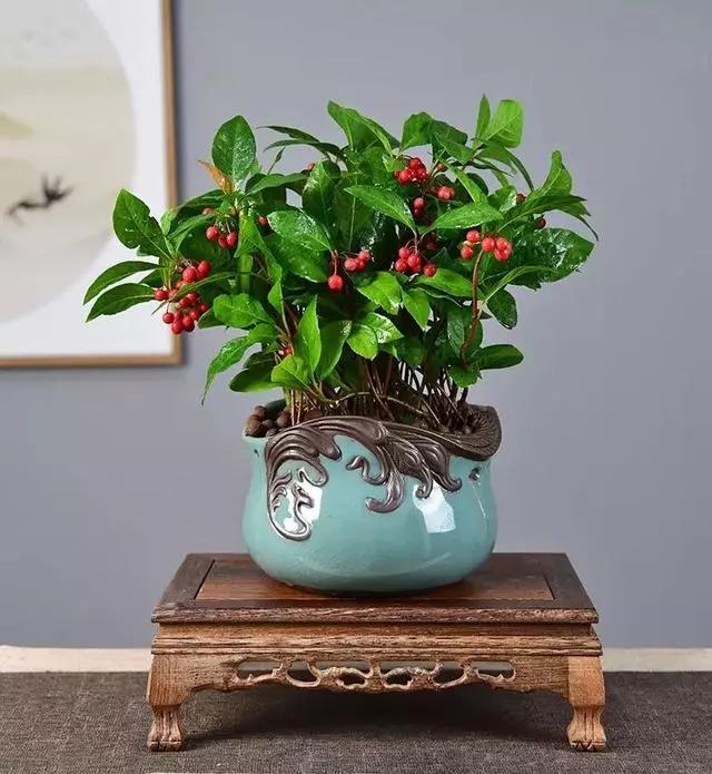 过年家里摆什么植物好,家里过年要摆几样水果