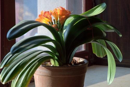 君子兰放在家里什么地方长得最好,君子兰养在家里哪个位置