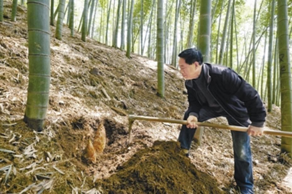 大山里的原生态新鲜笋,黄泥拱笋视频大全