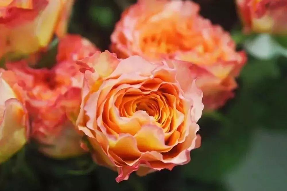 花店必备的5款玫瑰,鲜花图鉴一次性认识30种玫瑰花