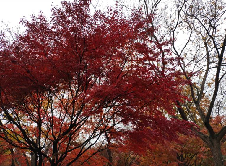 法兰克福之行（一）从伦敦希思罗机场到法兰克福机场