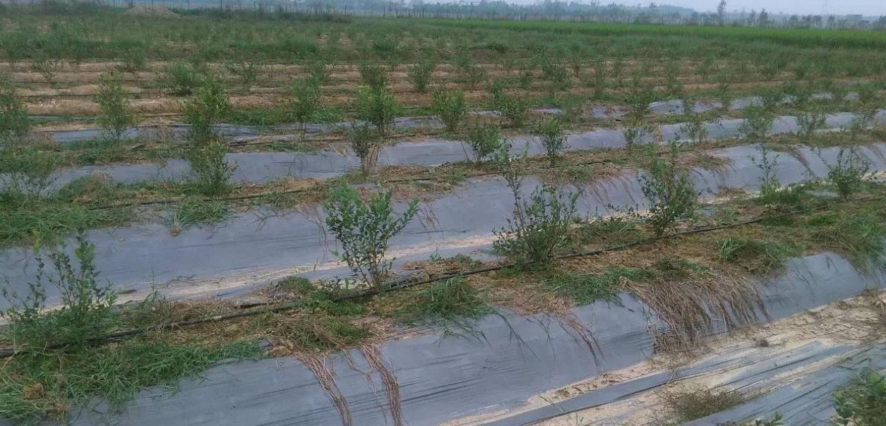 农村大哥蓝莓地里铺锯末，历经3年变身摇钱树，眼看成熟鸟吃光