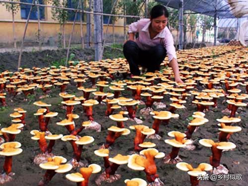广西灵芝人工种植基地,种植灵芝赚钱吗