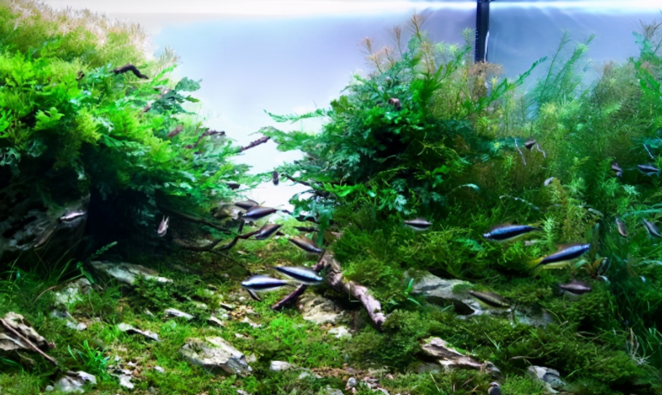 三角形构图水族造景,水族造景构图黄金比例