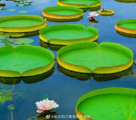 广州有荷花的地方,广州周边的荷花景点推荐