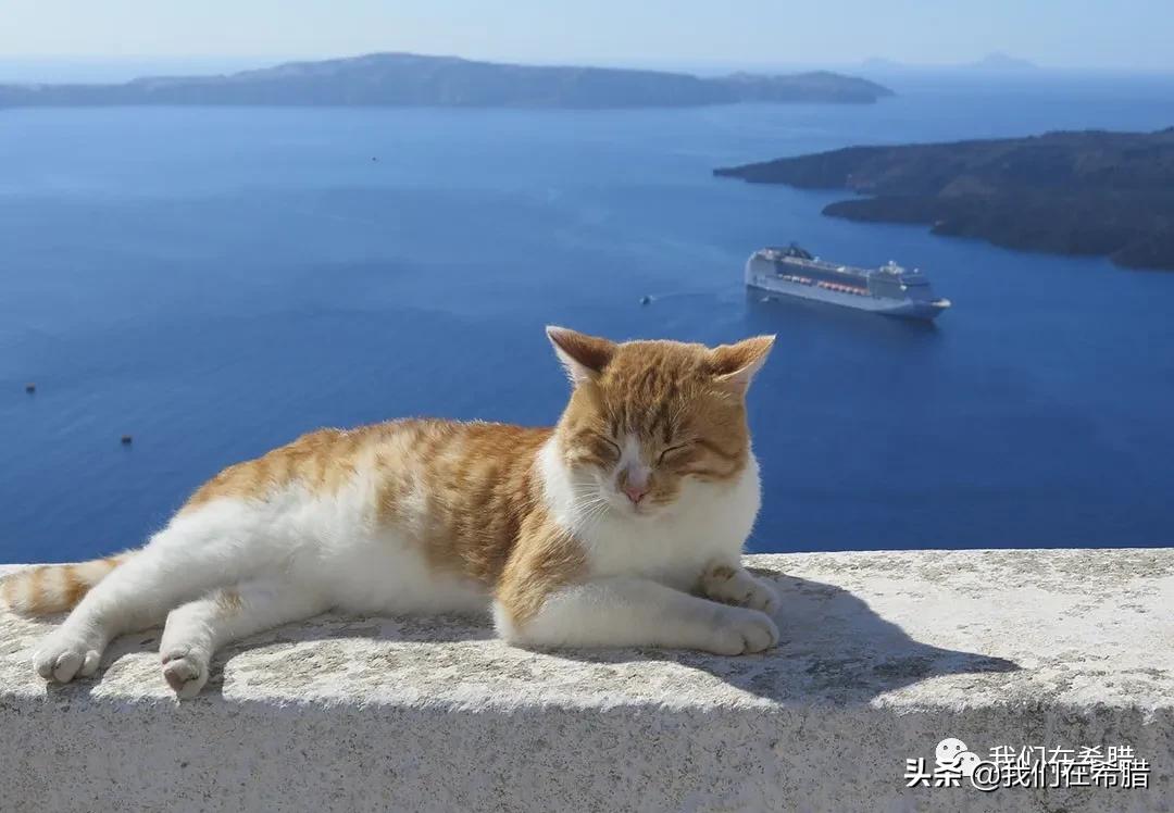 德国养一只猫费用多少,在加拿大养猫要花多少钱