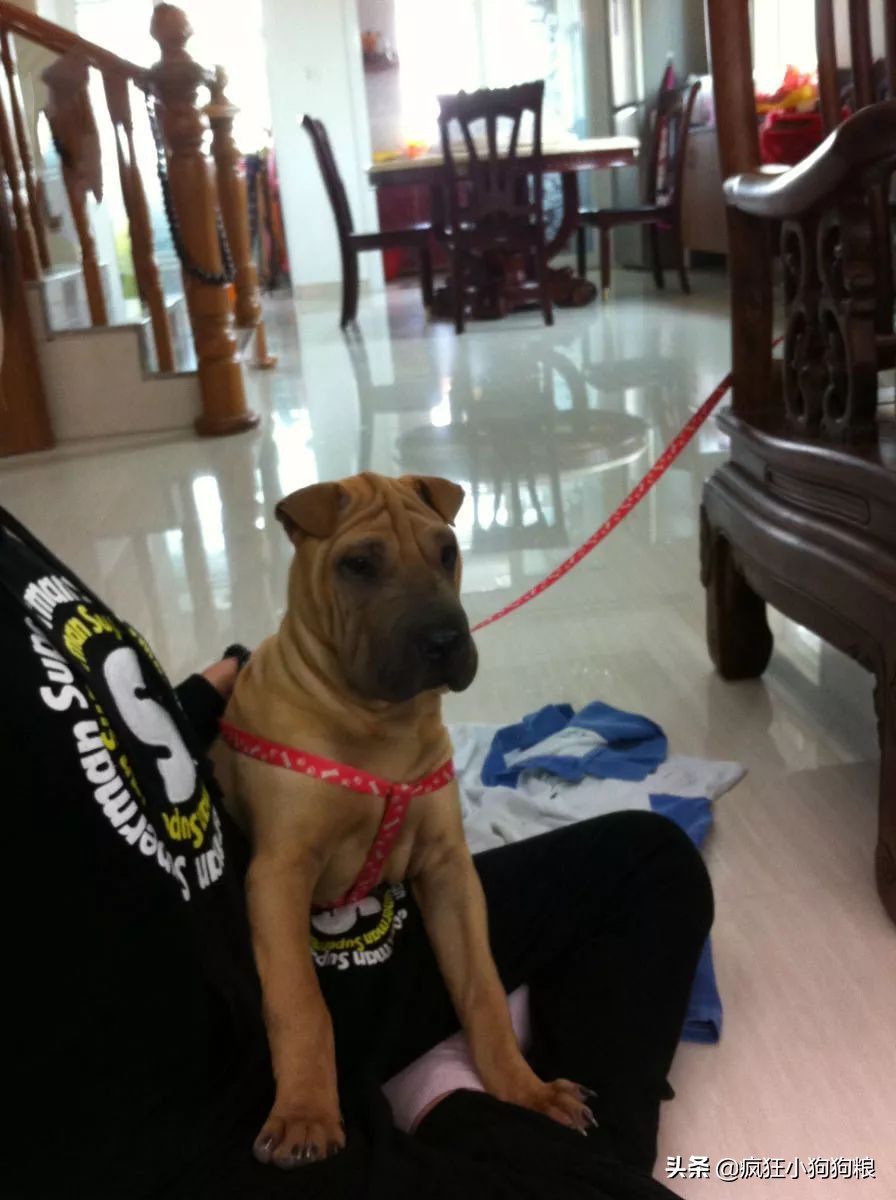 战斗力最强的土狗是什么品种,这40种土狗其实都是超酷的品种犬