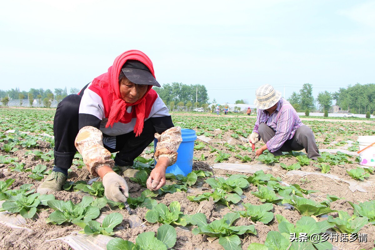 种植蔬菜用什么方法最好,如何科学种植蔬菜的方法
