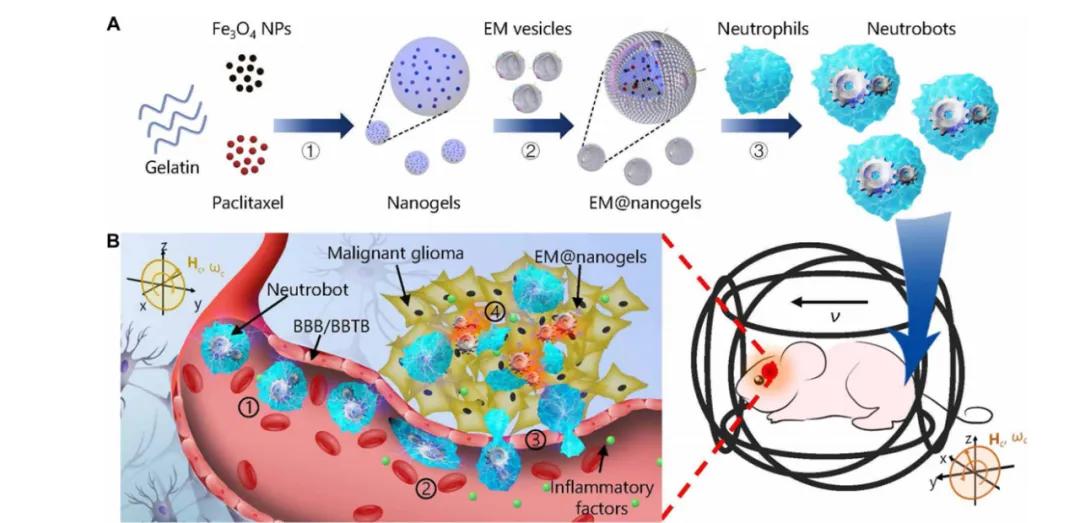 纳米磁控靶向机器人,哈工大肿瘤靶向纳米机器人