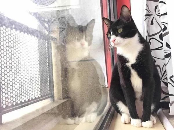 当我觉得养猫很贵时可以养什么猫,不考虑价格新手养什么猫好