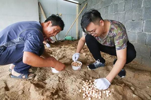 上山甲鱼莫伸手下山野鸡能碰吗,上山甲鱼莫伸手下山野鸡不能碰
