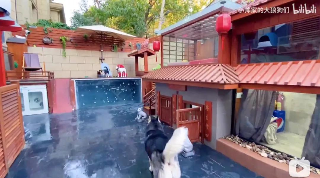 花三年建宠物乐园,花20万给狗打造乐园