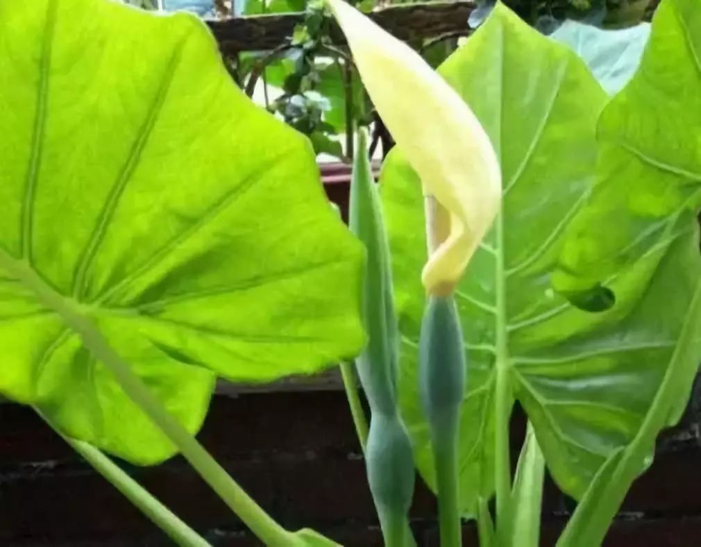 十种有毒的常见花卉植物,这几种带毒的植物家里一定不能养