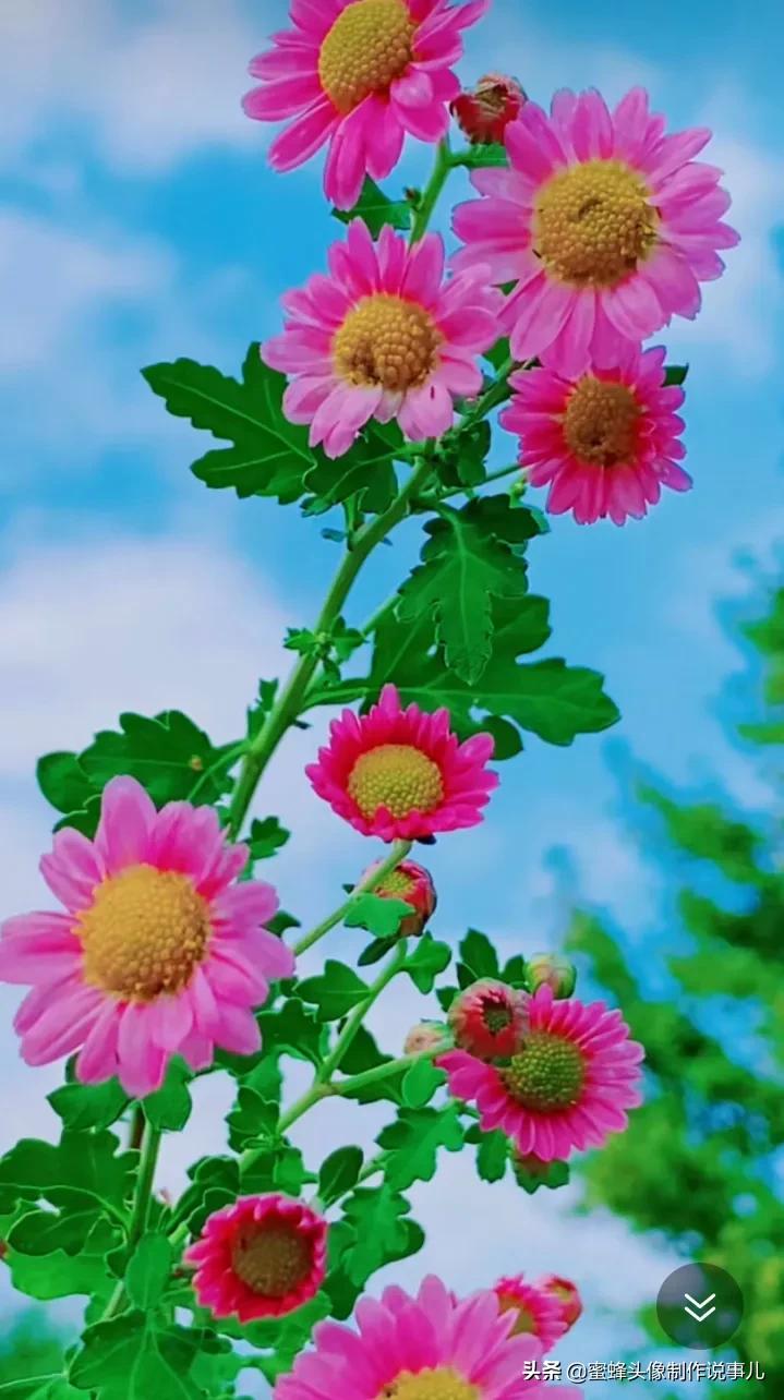 一花一世界唯美壁纸,独一无二的好看壁纸