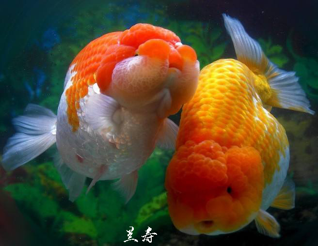 8-10厘米兰寿和10-12厘米兰寿混养吗,饲养兰寿金鱼有哪些注意事项