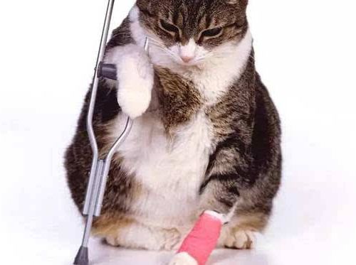 猫咪伤口化脓了怎么办能好吗,猫咪伤口化脓了怎么处理