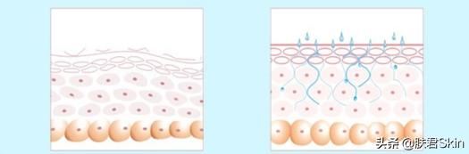 乳液和面霜有什么区别,科颜氏乳液和面霜的区别