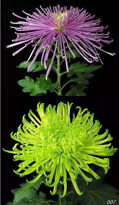 真正的中国十大名花,中国十大名花超漂亮