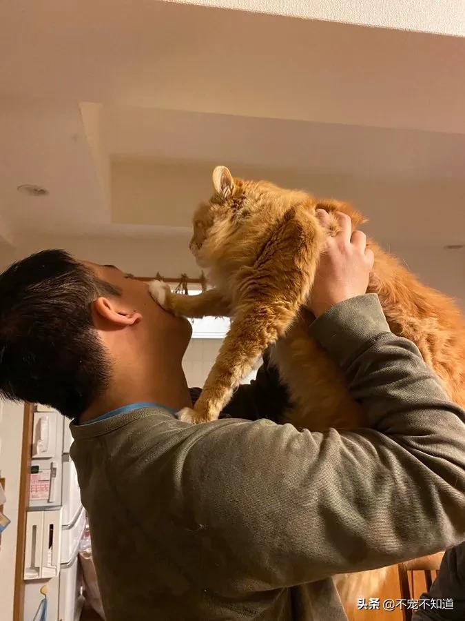 岛国妹子养的超萌小奶猫，几个月后变成巨兽了