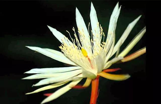 盘点世界最贵的是什么,世界上最贵的都有什么