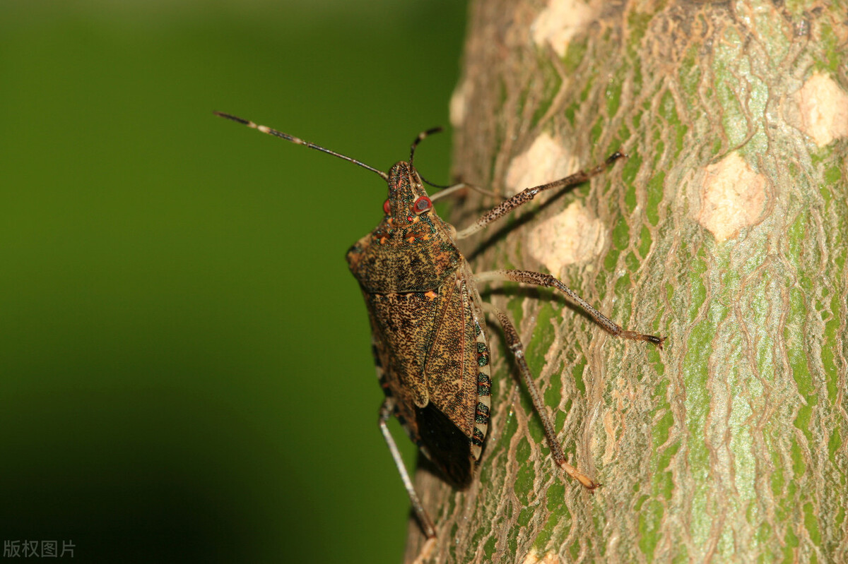 农村常见而又价值很大的虫子,农村难闻的虫子
