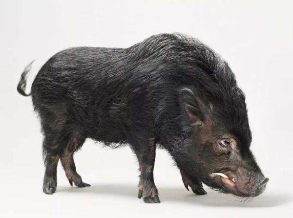 蛇和猪真的不能结婚吗,蛇和猪成夫妻好不好