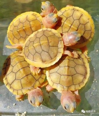 匠志萌宠乐园教学,匠志萌宠