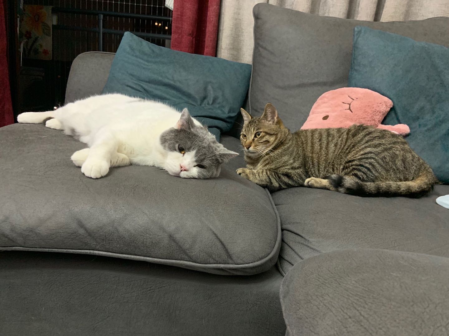 盘点猫咪高能名场面 (猫咪10大最萌镜头)