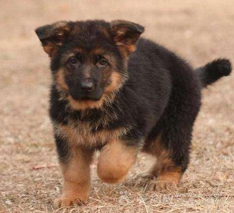 德牧幼犬怎么饲养好,德牧幼犬饲养方法