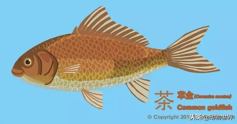 草金金鱼怎么养,草金咬金鱼