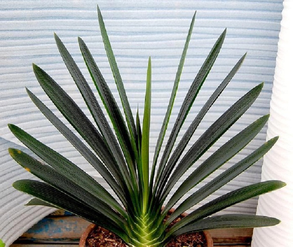 君子兰上盆底肥需要羊粪,君子兰入盆以后多少天可以浇水