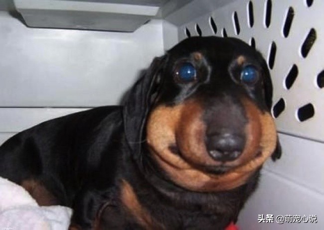 被蜜蜂蜇的狗狗猫咪,猫和狗狗被蜜蜂蛰的瞬间