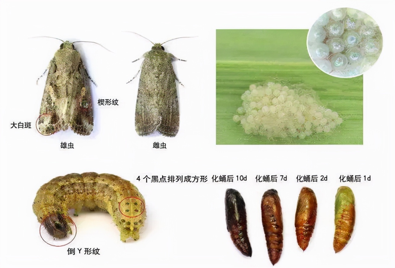 桔臀纹粉蚧,桧柏臀纹粉蚧