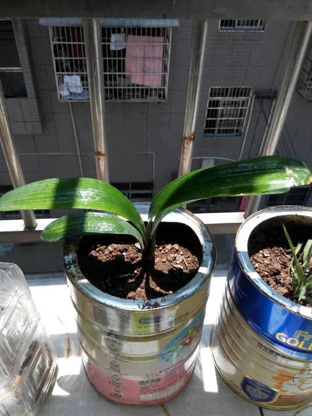 植物叶子晒伤了怎么处理,夏天怎么防止花晒伤