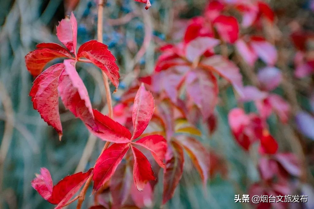 张裕卡斯特酒庄摘葡萄,张裕卡斯特酒庄750毫升定制