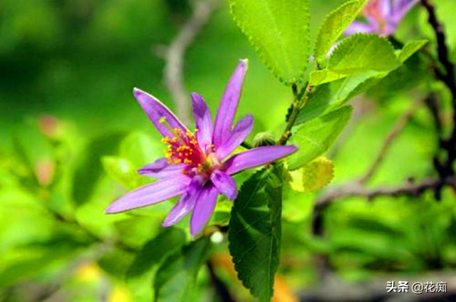 养不活睡莲,养不好花就种草
