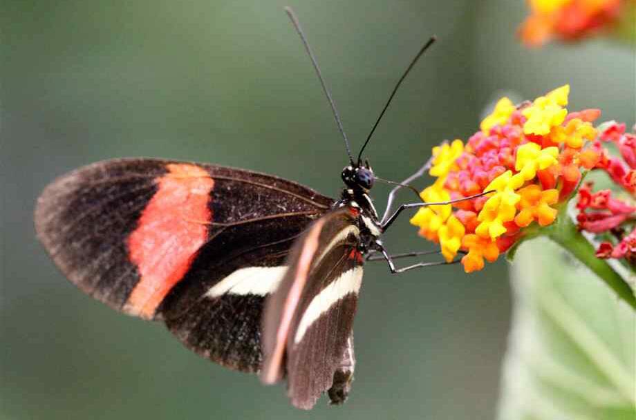 世界上的各种蝴蝶,为什么世界上有五彩斑斓的蝴蝶