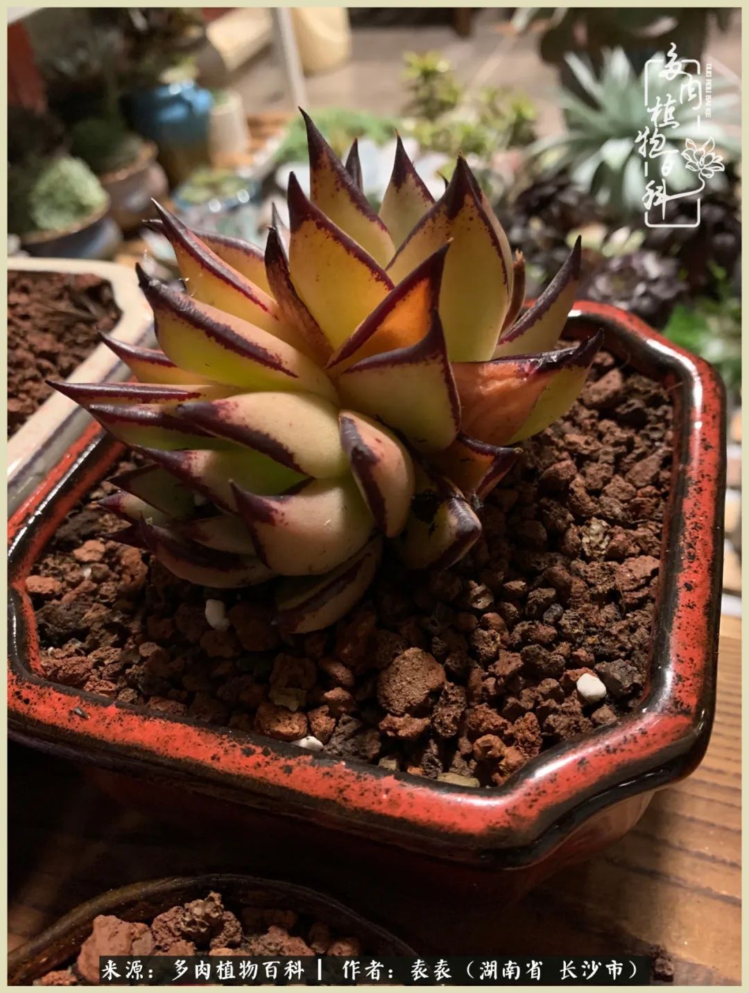 栽花种草的岁月，万物生长之阴晴圆缺