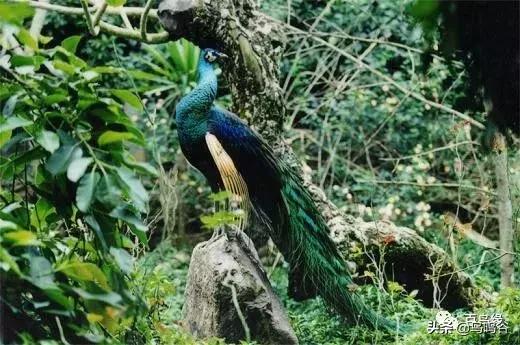 各国国鸟国宝有哪些,各国国鸟大小排名