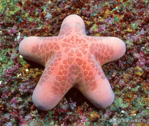 吃派大星的方法,派大星都吃过哪些奇怪的东西