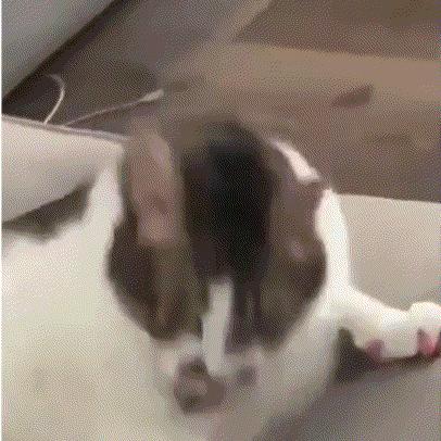 对着猫吹气会怎么样,对着猫吹烟有害吗