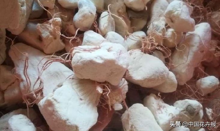 从小就觉得面包树上结的是“面包”？你只差一个亲眼看看的机会