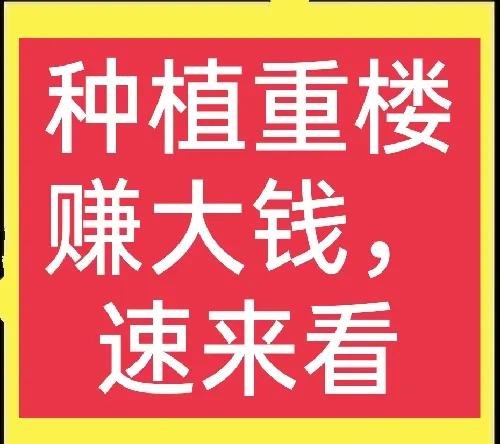 重楼中药材种植业前景分析,种重楼药材的前景如何