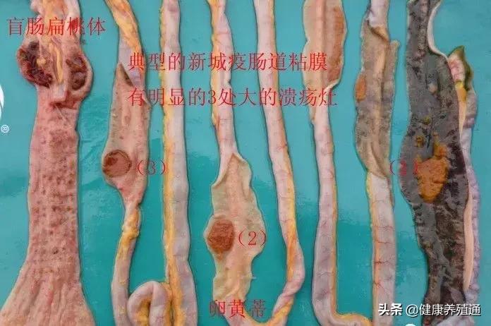 家禽与家禽解剖的不同点,家禽疾病诊断及解剖步骤