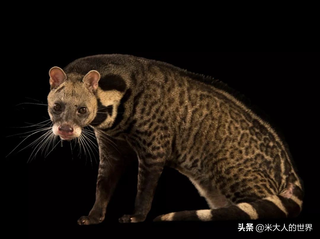 你知道这些皮草奢侈品是导致它已经在香港灭绝的主要原因吗？