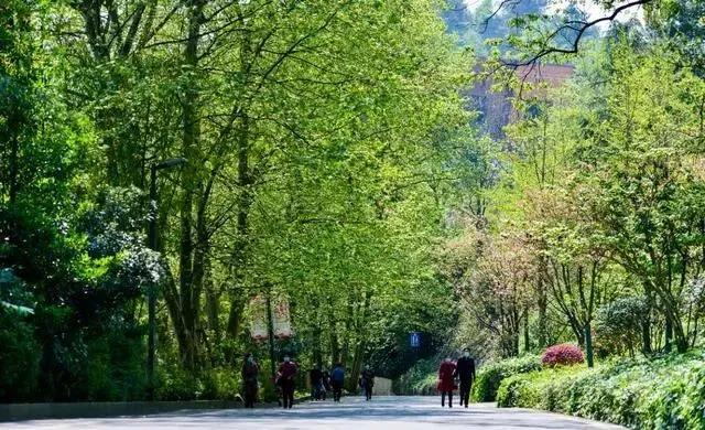 图说贵州贵阳阿哈湖国家湿地公园,贵阳阿哈湖国家湿地公园鸟类