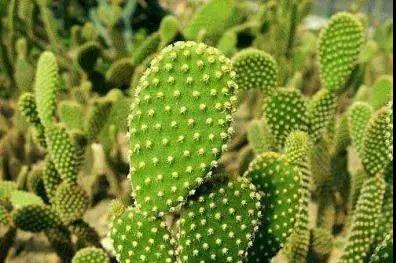 多肉植物科普讲解,林草科普活动方案