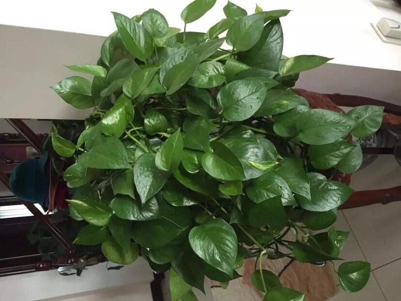 适合一年四季懒人养的绿植,这些绿植养在家里高级又实用